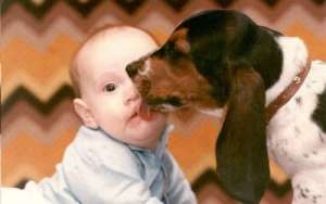 A basset hound licks a baby's face. Cute? Or hygiene nightmare?